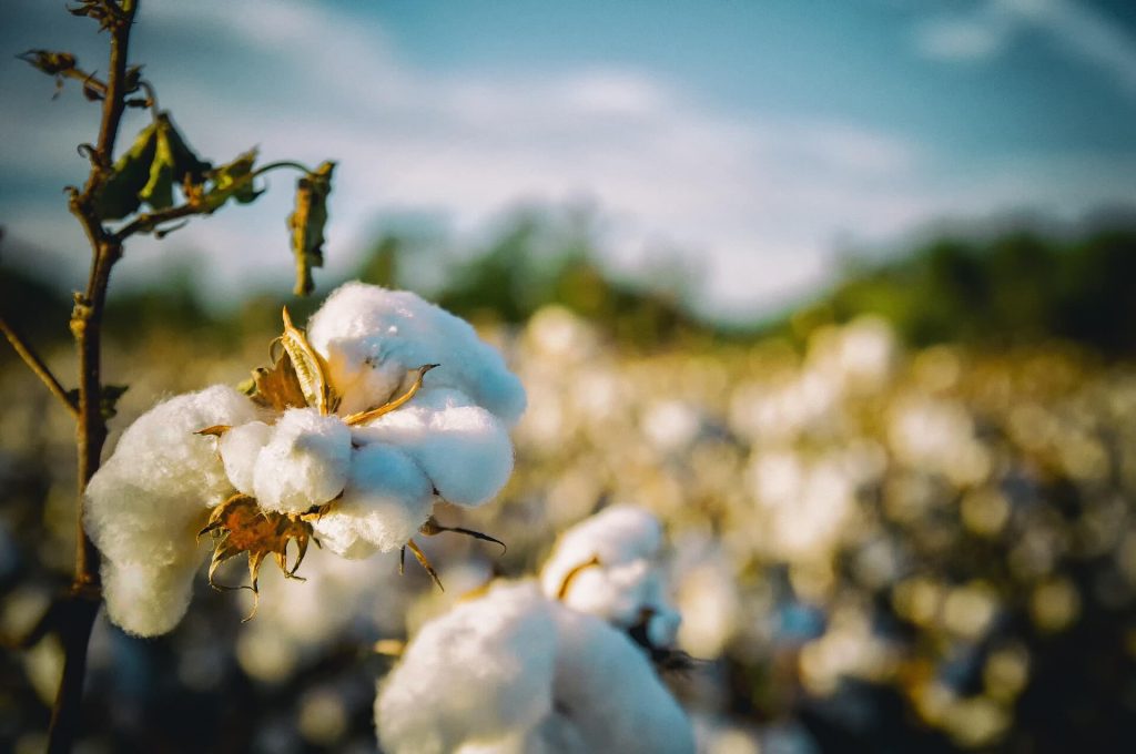 khadi paper india cotton