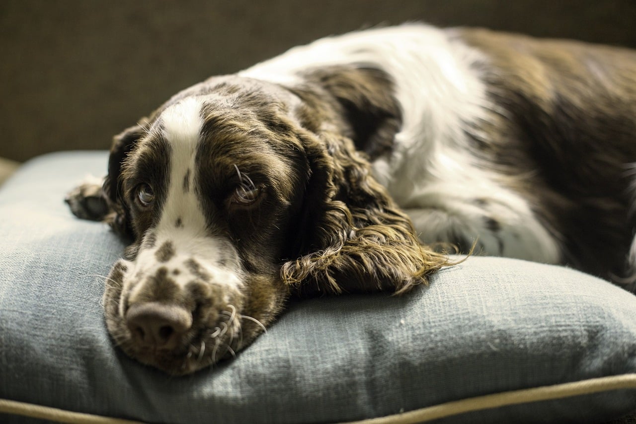 canvas dog bed