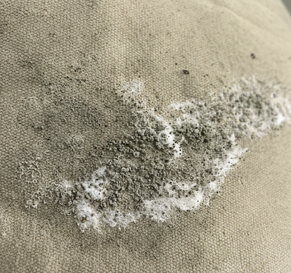 Close-up of mildew spots and fungal growth on untreated outdoor canvas fabric highlighting the need for prevention and treatment